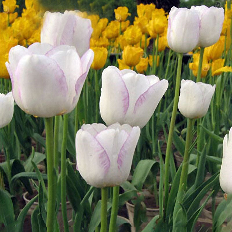 Egrow 10Pcs Perfume Tulip Seed Perennial High-grade Flower Bonsai Seeds Home Garden Planting