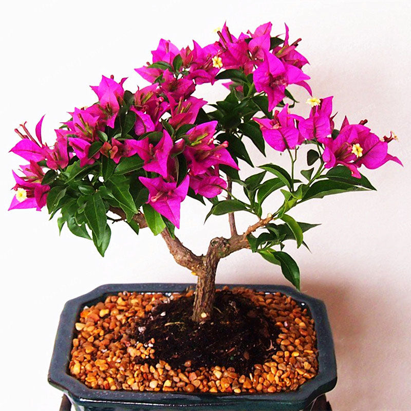 Egrow 100Pcs/Pack Colorful Bougainvillea Flower Seeds Spectabilis Willd Plants Perennial Flower Garden Bonsai Potted Plant