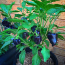 Egrow 100PCS/Pack Pepper Seeds Hot Chilli Pepper Capsicum Vegetable Bonsai Plants Garden Plantas