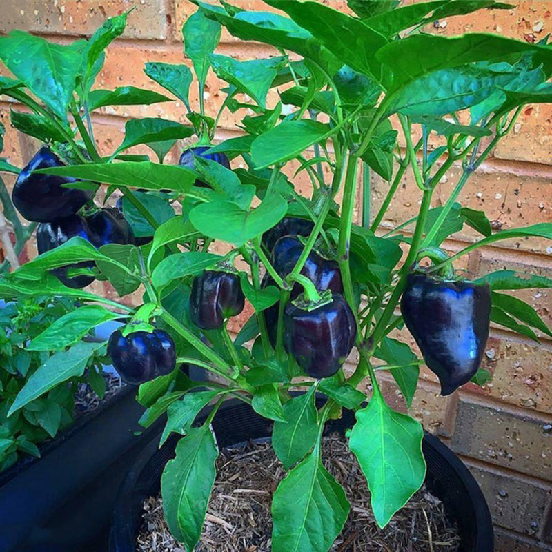 Egrow 100PCS/Pack Pepper Seeds Hot Chilli Pepper Capsicum Vegetable Bonsai Plants Garden Plantas