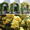 Egrow 20Pcs/pack Jasmine Seeds Double Murraya Paniculata Bonsai Evergreen Plants Satinwood Lakeview White Fragrant Flowers