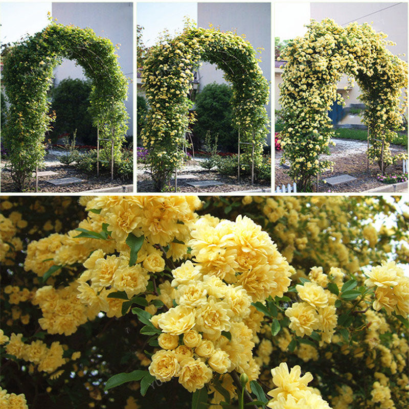 Egrow 20Pcs/pack Jasmine Seeds Double Murraya Paniculata Bonsai Evergreen Plants Satinwood Lakeview White Fragrant Flowers