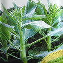 Egrow 20 Pcs/Pack Cabbage Seeds Flower Kale Bonsai Organic Vegetable Bonsais Garden Plant
