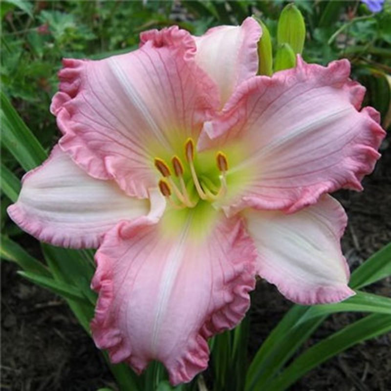 Egrow 50 Pcs/Pack Daylily Seeds Daylily Flowers Hemerocallis Lily Indoor Bonsai Flower Perennial Plant for DIY Home Garden Supplies