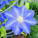 Egrow 100Pcs/pack Clematis Seeds Beautiful Climbing Plant Flower Seeds Bonsai Pot Perennial Flowers