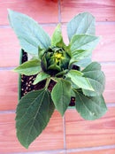 Egrow 40Pcs/Pack Dwarf Sunflower Seeds Rare Indoor Flower Seeds Organic Plants