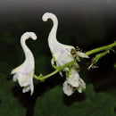 Egrow 100 Pcs/Pack Orchid Seeds Flying Duck Orchid Flower Bonsai White Flying Bird Flower Potted Decorative Flowers