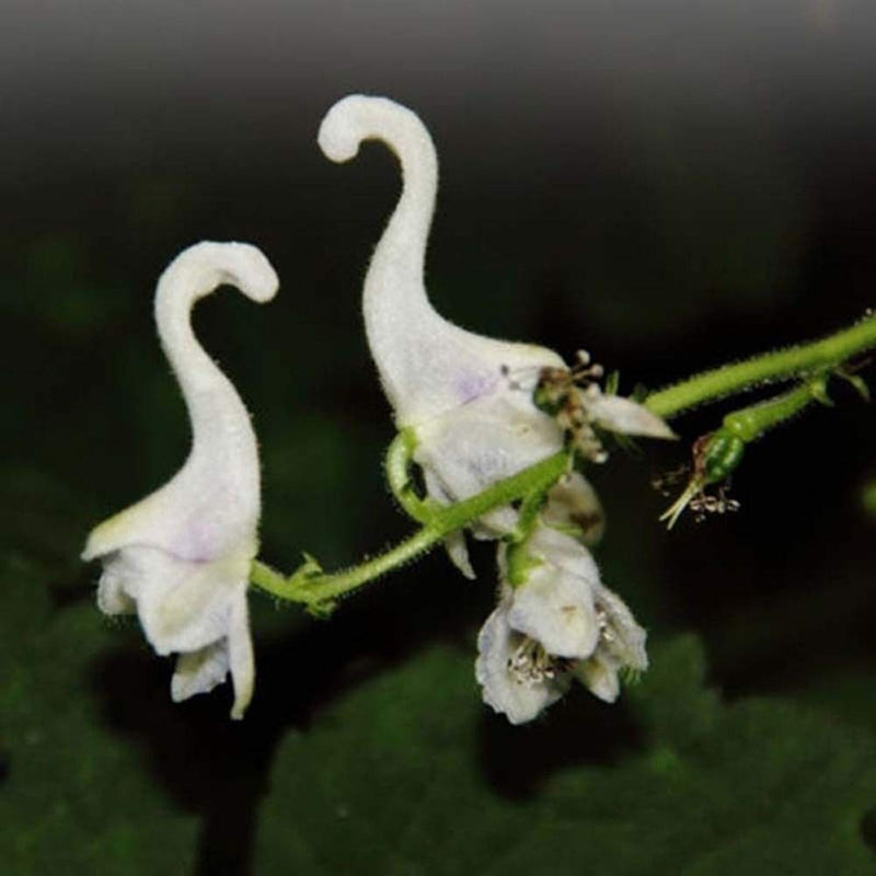 Egrow 100 Pcs/Pack Orchid Seeds Flying Duck Orchid Flower Bonsai White Flying Bird Flower Potted Decorative Flowers