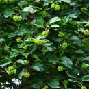 Egrow 50 Pcs/Pack Camptotheca Seeds Camptotheca Tree Plant Home Garden Tree