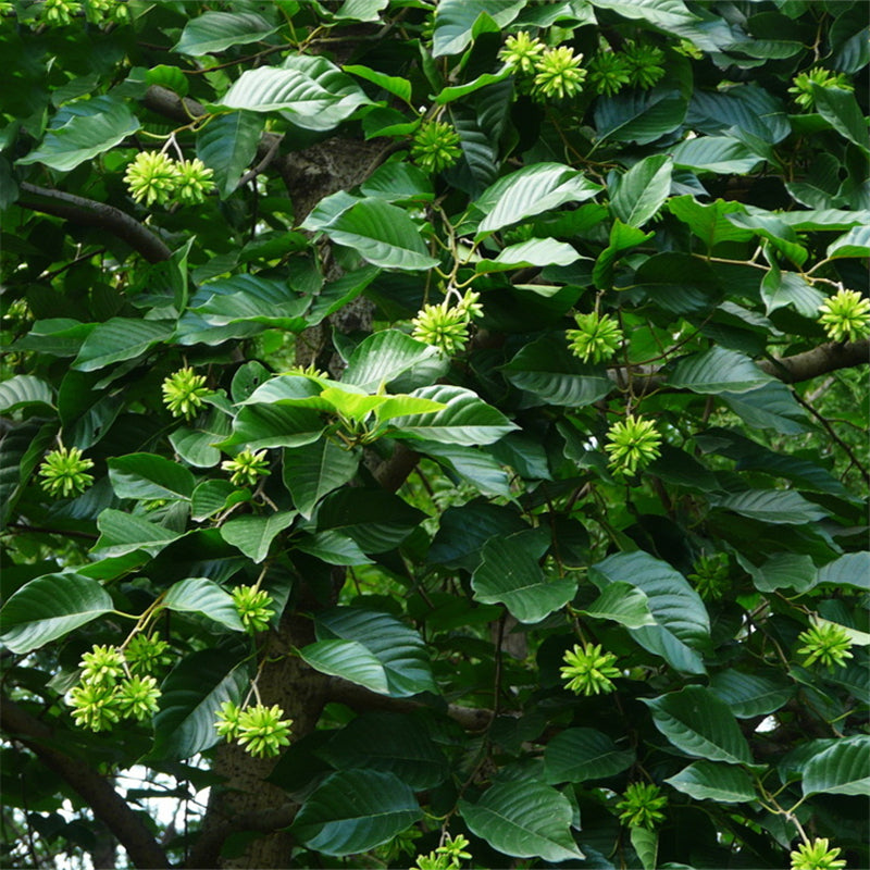 Egrow 50 Pcs/Pack Camptotheca Seeds Camptotheca Tree Plant Home Garden Tree