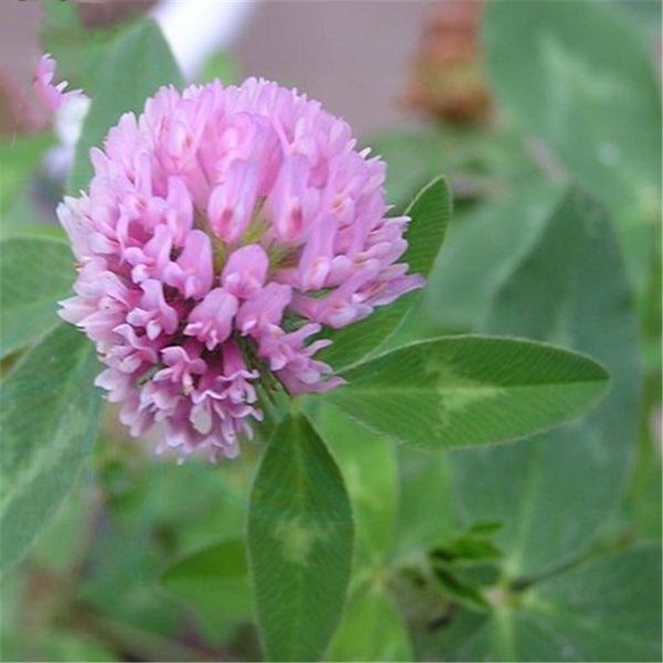 Egrow 400 Pcs/Pack Herba Red Clover Seeds Herba Red Clover Plant Trifolium Pratense