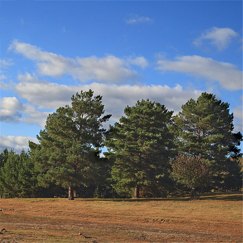 Egrow 30 Pcs/Pack Sylvestris Tree Seeds Pinus Sylvestris Tree Semente Plant Chinese Pinus Tree