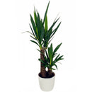 Egrow 50 Pcs/Pack Yucca Seeds DIY Potted Plants Home And Garden Pot Bonsai White Orchid Sementes Evergreen