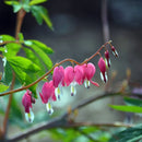 Egrow 10Pcs Dicentra Spectabilis Seeds Bleeding Heart Garden Plant Heart-Shaped Flowers
