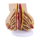 Suckling Period Women Breast Model Breast Feeding Display Model
