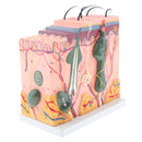 50 Times of Normal Human Anatomical Skin Tissue Anatomy Medical Model