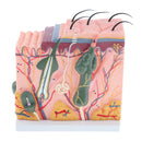 50 Times of Normal Human Anatomical Skin Tissue Anatomy Medical Model