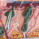 50 Times of Normal Human Anatomical Skin Tissue Anatomy Medical Model
