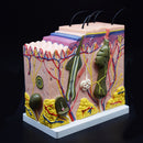 50 Times of Normal Human Anatomical Skin Tissue Anatomy Medical Model