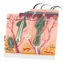 50 Times of Normal Human Anatomical Skin Tissue Anatomy Medical Model