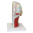 Life Size Human Anatomical Head And Face Anatomy Medical Model