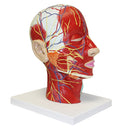 Life Size Human Anatomical Head And Face Anatomy Medical Model
