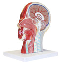 Life Size Human Anatomical Head And Face Anatomy Medical Model
