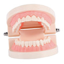 Teeth Teaching Model Standard Teeth Model Adult Teeth Model