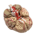 Human Anatomical Brain Epiphysis Dissection Medical Organ Teach Model