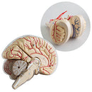 Human Anatomical Brain Epiphysis Dissection Medical Organ Teach Model