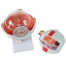 Eyeball Magnification Model Adult Eye Eyeball Anatomical Magnification Model 6.7Ã—5.9Ã—10.6 inches