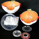 Eyeball Magnification Model Adult Eye Eyeball Anatomical Magnification Model 6.7Ã—5.9Ã—10.6 inches