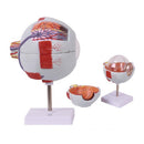 Eyeball Magnification Model Adult Eye Eyeball Anatomical Magnification Model 6.7Ã—5.9Ã—10.6 inches