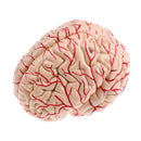 Advanced Realistic Anatomical Human Brain Model Hand-assembly For Teaching