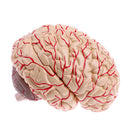Advanced Realistic Anatomical Human Brain Model Hand-assembly For Teaching