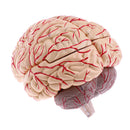 Advanced Realistic Anatomical Human Brain Model Hand-assembly For Teaching