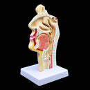Human Anatomical Nasal Cavity Throat Anatomy Medical Model 4.7Ã—4.7Ã—9.5 inches