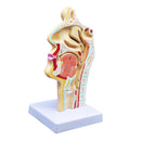 Human Anatomical Nasal Cavity Throat Anatomy Medical Model 4.7Ã—4.7Ã—9.5 inches