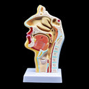 Human Anatomical Nasal Cavity Throat Anatomy Medical Model 4.7Ã—4.7Ã—9.5 inches