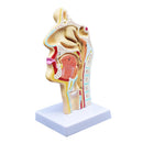 Human Anatomical Nasal Cavity Throat Anatomy Medical Model 4.7Ã—4.7Ã—9.5 inches