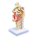 Human Anatomical Nasal Cavity Throat Anatomy Medical Model 4.7Ã—4.7Ã—9.5 inches