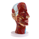 Superficial Median Sagittal Plane Of Head Model For Teaching And Presenting