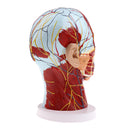 Superficial Median Sagittal Plane Of Head Model For Teaching And Presenting