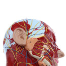 Superficial Median Sagittal Plane Of Head Model For Teaching And Presenting