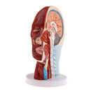 Superficial Median Sagittal Plane Of Head Model For Teaching And Presenting
