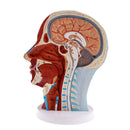 Superficial Median Sagittal Plane Of Head Model For Teaching And Presenting