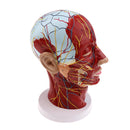Superficial Median Sagittal Plane Of Head Model For Teaching And Presenting