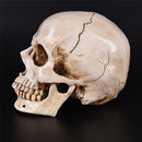 Resin Skull Human Anatomical Anatomy Head Medical Model Ghost Evil Figurine