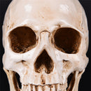 Resin Skull Human Anatomical Anatomy Head Medical Model Ghost Evil Figurine