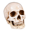 Resin Skull Human Anatomical Anatomy Head Medical Model Ghost Evil Figurine